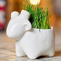 набор для выращивания eco овечка в Благовещенске