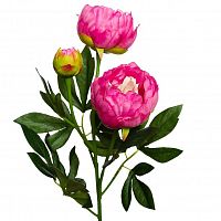 пион розовый 64 см (24) в Благовещенске