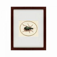 картина: beetle, 1700 в Благовещенске