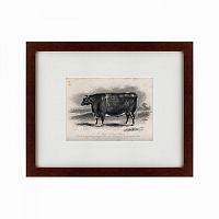 картина: a short horned steer, 1849 в Благовещенске
