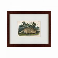 картина: armadillo (dasypus peba), 1848 в Благовещенске