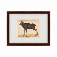 картина: moose, 1560 в Благовещенске