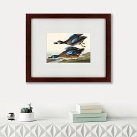 картина: blue-winged teal, 1836 в Благовещенске
