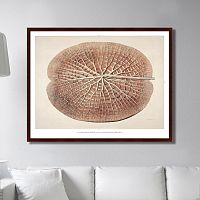 картина: leaf of a gigantic water lily, 1870г. в Благовещенске
